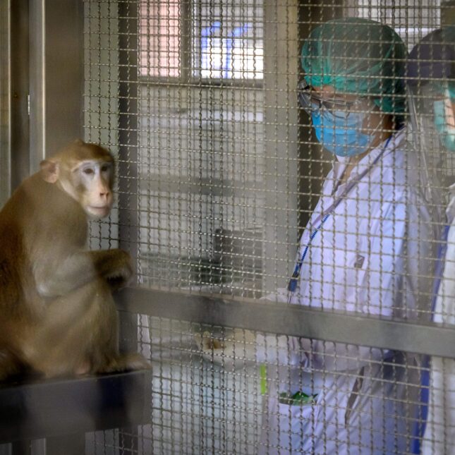 A monkey sits in a cage as two laboratory employees walk by – first opinion coverage from STAT