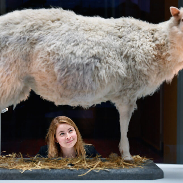 Sophie Goggins from the National Museums Scotland views Dolly the Sheep during the opening of a major new development at the National Museum of Scotland on July 5, 2016 in Edinburgh,Scotland.